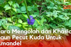 5 Obat Herbal Amandel Anak yang Perlu Bunda Ketahui