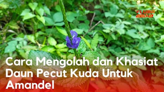 5 Obat Herbal Amandel Anak yang Perlu Bunda Ketahui