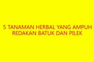 5 Tanaman Herbal yang Ampuh Redakan Batuk dan Pilek