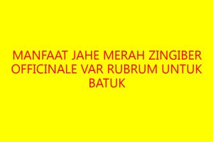 Manfaat Jahe Merah Zingiber officinale var rubrum untuk Batuk