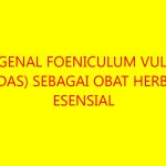 Mengenal Foeniculum vulgare (Adas) sebagai Obat Herbal Esensial