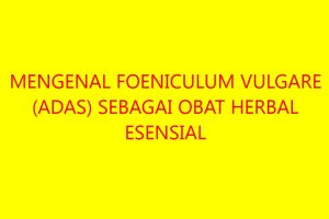 Mengenal Foeniculum vulgare (Adas) sebagai Obat Herbal Esensial